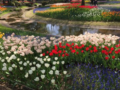 国営昭和記念公園の花