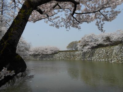姫路城の満開の桜