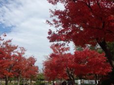 行船公園の美しい紅葉