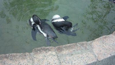 行船公園の動物園　ペンギン