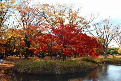 池付近にある代々木公園の美しい紅葉
