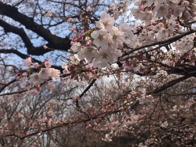 春の代々木公園 満開の桜